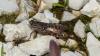 Calliptamus italicus